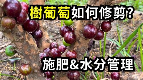 樹葡萄澆水|[農園] 樹葡萄平常怎麼照顧到開花結果